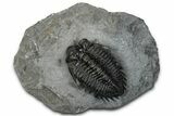 Bug-Eyed Coltraneia Trilobite Fossil - Ofaten, Morocco #352680-3